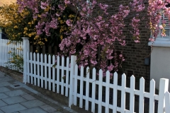 pink-blossom-on-wild-cherry-sunnyhill-road-SW16-270416-e1462393855444