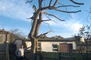 Crown Reduction and Thinning SW16: After