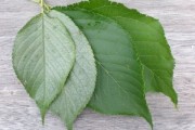 Silver Leaf Disease